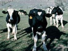 中國黑白花奶牛