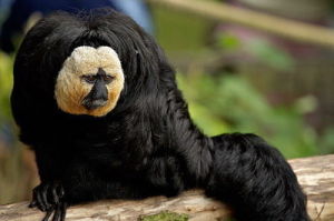 白僧面猴 白僧面猴