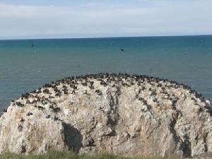 青海湖鳥島