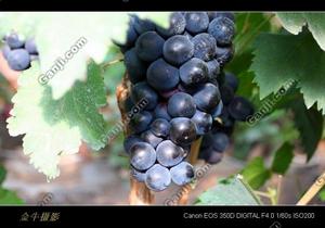 哈爾濱葡萄王國