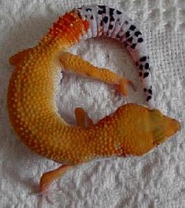 壁虎科豹紋守宮