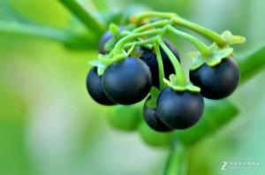 澳洲小黑果 澳洲小黑果