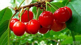 銅川大櫻桃 銅川大櫻桃