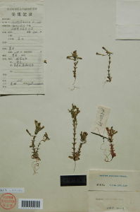 乳突龍膽 乳突龍膽