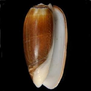 寡婦榧螺 寡婦榧螺