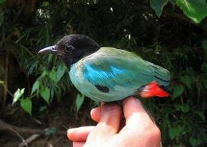 綠胸八色鶇指名亞種 綠胸八色鶇指名亞種