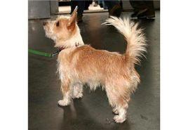 葡萄牙波登哥犬 葡萄牙波登哥犬