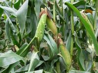 乾溝自然村[雲南省鎮雄縣果珠鄉果珠村乾溝自然村]