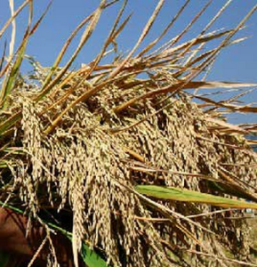 內二優六號 內二優六號