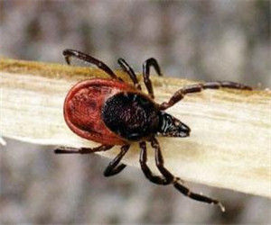 全溝硬蜱 全溝硬蜱