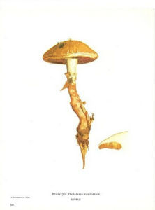 長根滑銹傘 長根滑銹傘