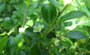 光枝窪皮冬青 光枝窪皮冬青