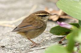 鱗頭樹鶯 鱗頭樹鶯