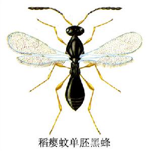 稻癭蚊單胚黑蜂 稻癭蚊單胚黑蜂