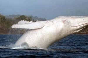 白色座頭鯨米伽羅