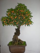 桂花樹照片集錦