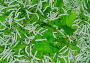 黔喙之屬 黔喙之屬