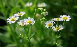 閩千里光 閩千里光