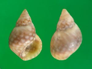 白點玉黍螺 白點玉黍螺