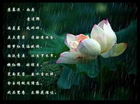 蘇幕遮·雨荷 蘇幕遮·雨荷