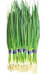 四季小香蔥 四季小香蔥