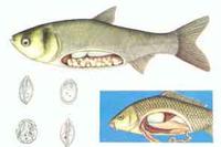 腦粘體蟲 腦粘體蟲