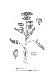 粗莖稜子芹 粗莖稜子芹