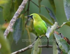 亮光黑鳳頭鸚鵡