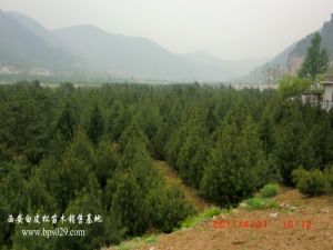 陝西白皮松 陝西白皮松