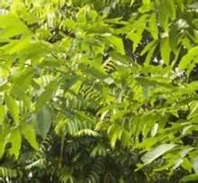 毛葉異木患 毛葉異木患