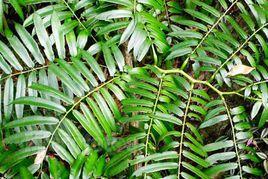 觀音蓮座蕨 觀音蓮座蕨