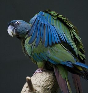 藍頭金剛鸚鵡