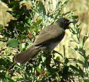 黑眼鵯衣索比亞亞種