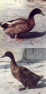 （圖）卡嘰—康貝爾鴨