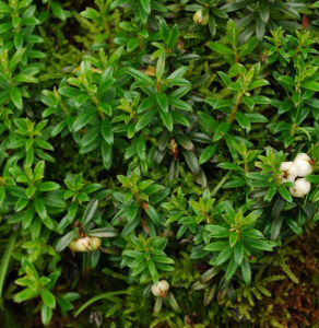 蒼山白珠 蒼山白珠