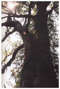 鎮沅千家寨野生古茶樹 鎮沅千家寨野生古茶樹