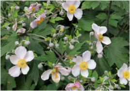 大火草根 大火草根