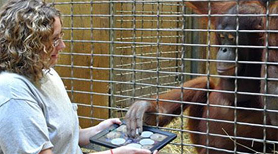 觸屏設備能給猩猩們提供一種新的娛樂方式嗎？