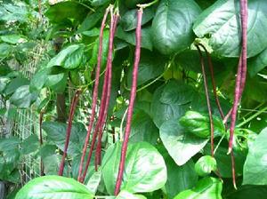 川紫無筋豆 川紫無筋豆