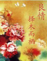 良情擇木而棲 良情擇木而棲