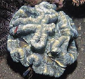 腦珊瑚