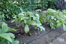 滴灌系統展示圖片(2)