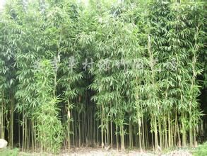 武夷山茶稈竹 武夷山茶稈竹