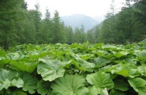 南川橐吾 南川橐吾