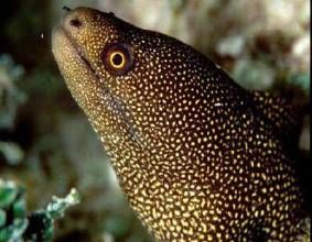 稷裸胸鱔 稷裸胸鱔