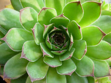 福建觀音蓮座 福建觀音蓮座