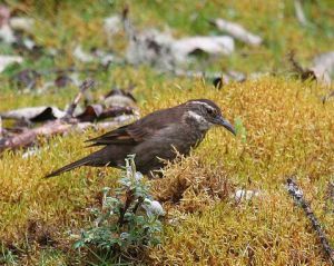 長尾抖尾地雀 長尾抖尾地雀
