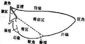 翅脈 翅脈