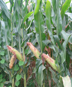 恆糯1號 恆糯1號