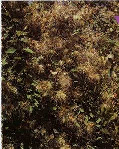 粉綠鐵線蓮 粉綠鐵線蓮